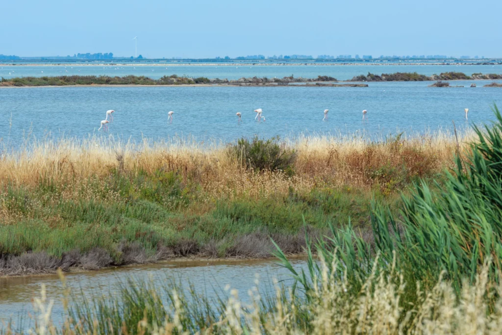 polskie biuro nieruchomości we Włoszech